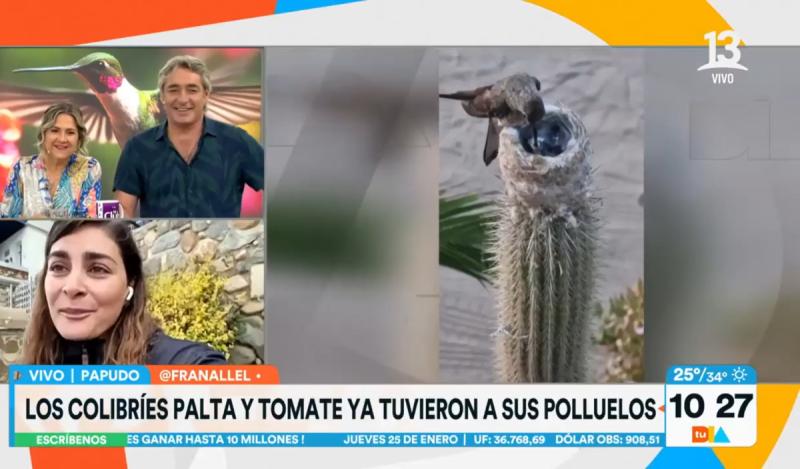 Nacieron los picaflores de Papudo