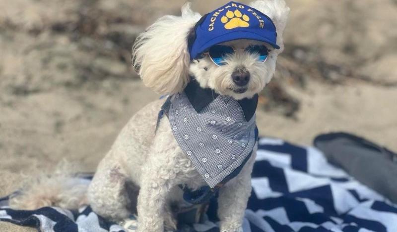 Romeo, el perrito influencer