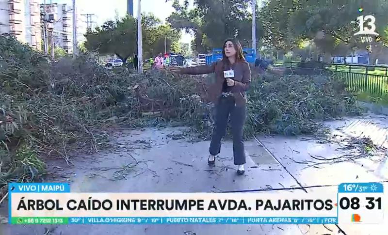 Árbol de Estación Central - Tu Día