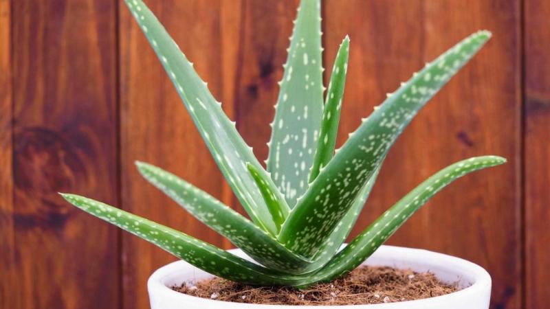 Aloe Vera. Créditos: Sunwand24/Shutterstock