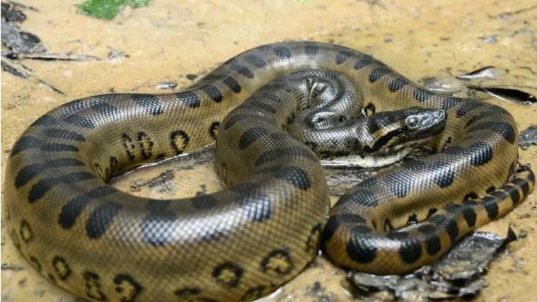 Imagen referencias de una anaconda. Créditos: Instituto Butantan