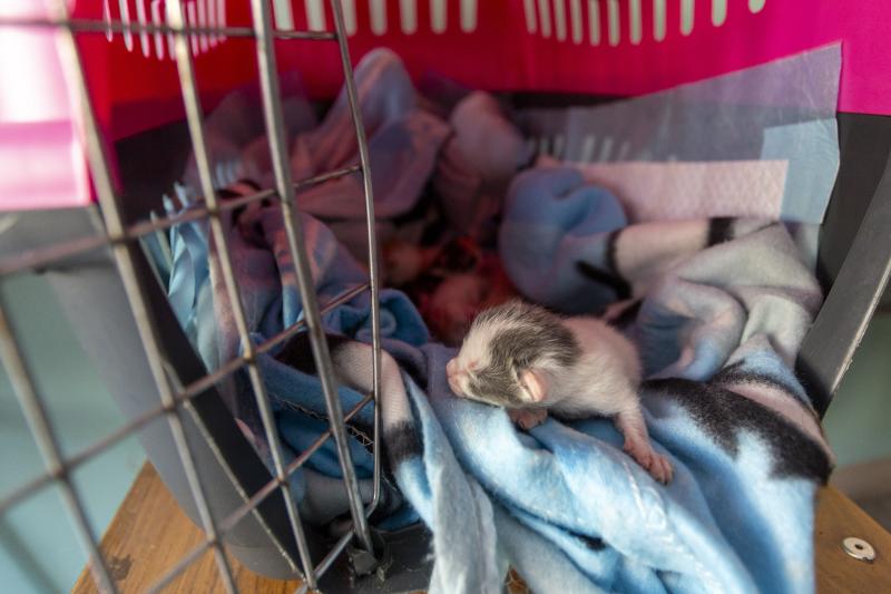 Animales que se encuentran en albergues de Viña del Mar - Créditos: Agencia Uno