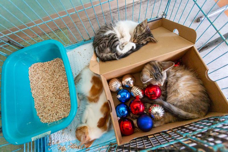 Jornada de adopción - Créditos: Agencia Uno