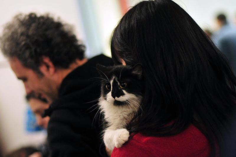 Día del gato - Créditos: Agencia Uno