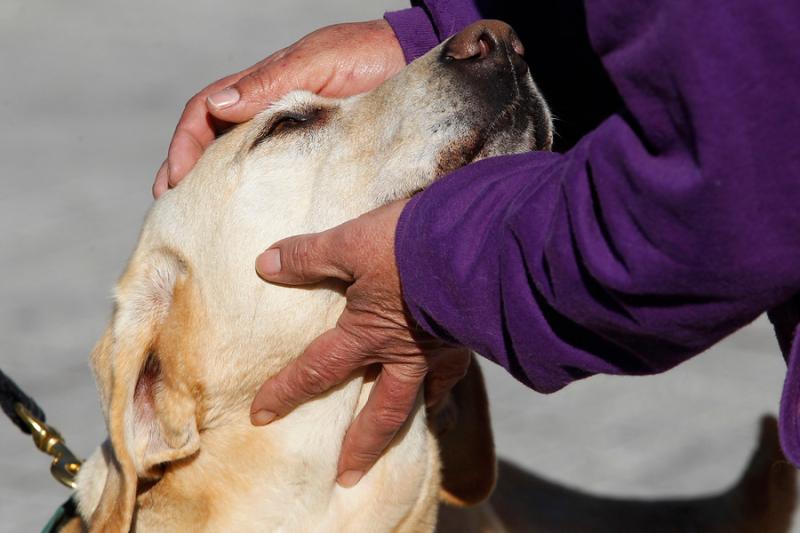 8 lugares para atender a tu mascota gratuitamente