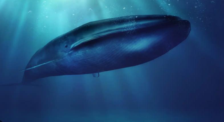 Ballena azul. Créditos: iStock