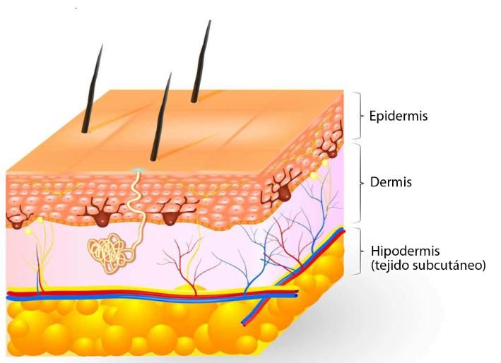 Las tres capas de la piel. Créditos: Curiosoando