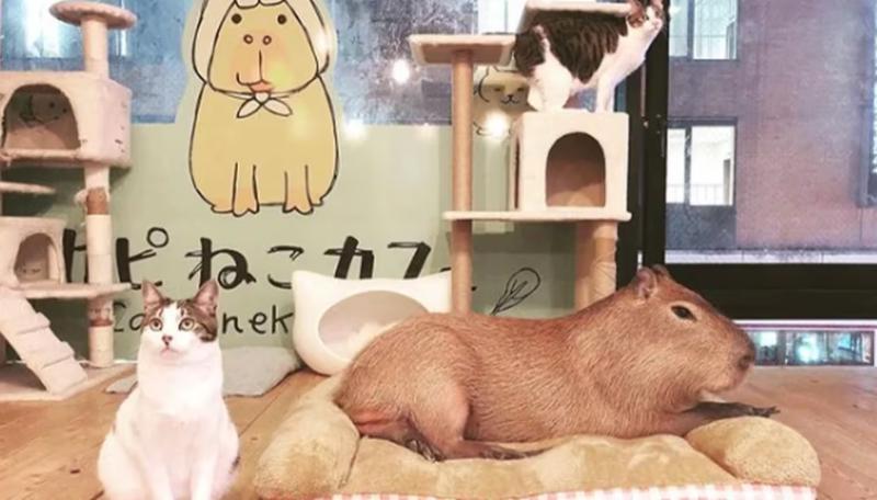 Capibara y gato en un café. Créditos: Instagram/capyneko.cafe_capybara_cat