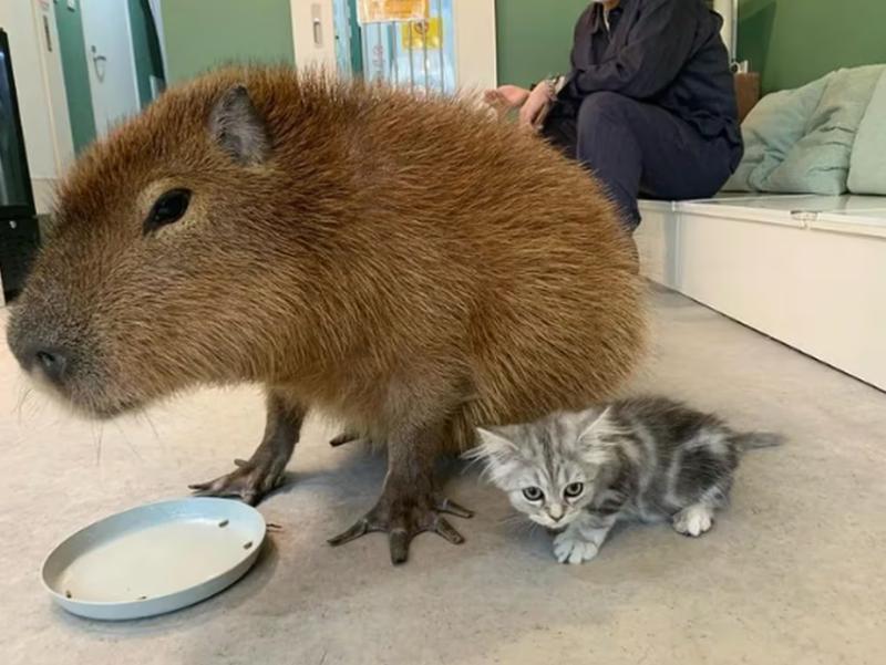 Capibara y gato en un café. Créditos: Instagram/capyneko.cafe_capybara_cat
