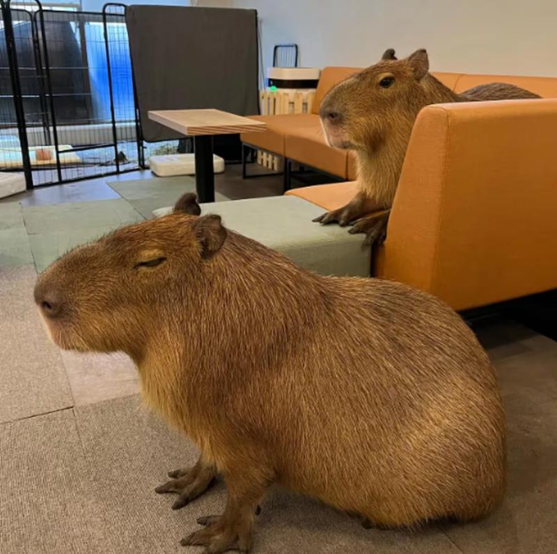 Capibaras en un café. Créditos: Instagram/capyneko.cafe_capybara_cat