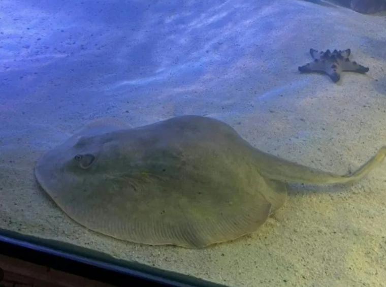 Charlote, raya que espera crías. Créditos: Aquarium & Shark Lab de Henderson