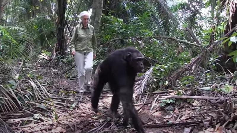 Video del Jane Goodall Institute