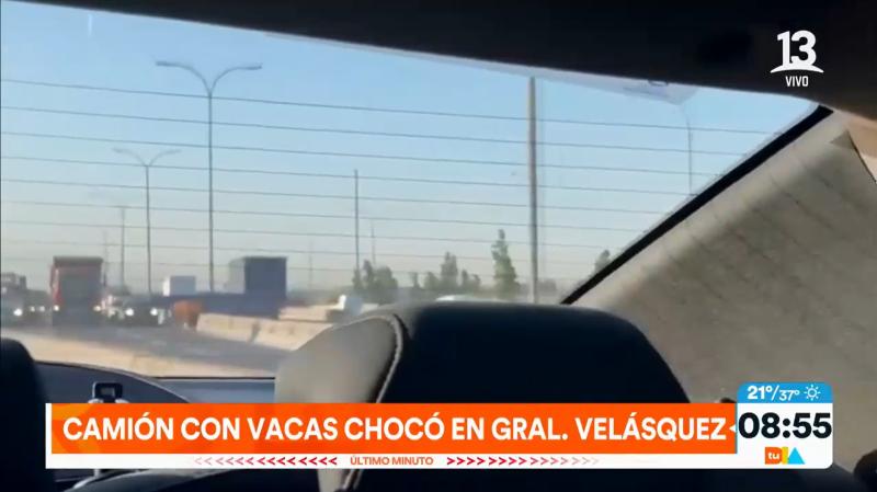 Robó camión en Rauco, chocó y novillos arrancaron