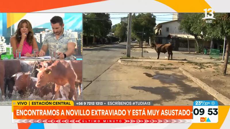 Periodista de Tu día encontró a novillo en Estación Central