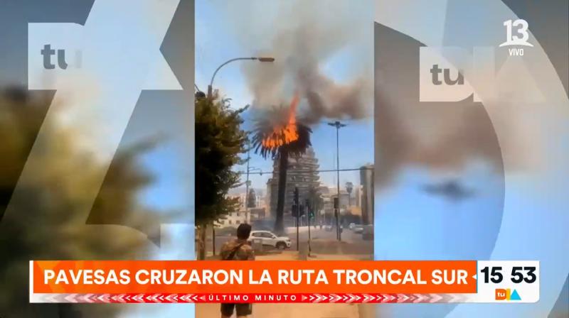 Fuego alcanzó palmeras en Viña del Mar
