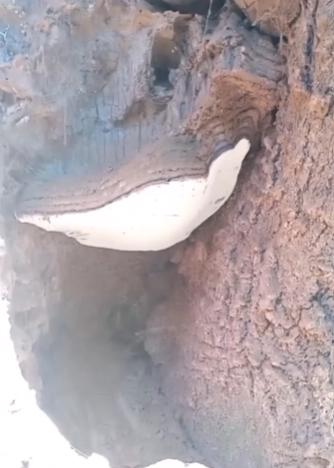 Esporas de un "Oreja de palo". Créditos: video Austerra Society