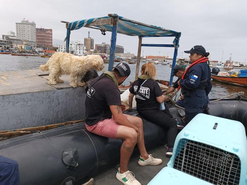 Perritos son rescatados tras estar varados en Iquique