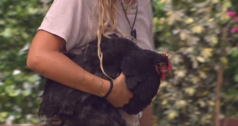 La gallina actriz de Tierra Brava siendo llevada por Dani Castro con su mejor cara de víctima