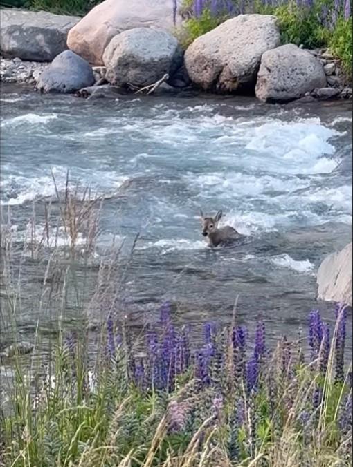 Cría de huemul cruzando el río. Créditos: @jllanki