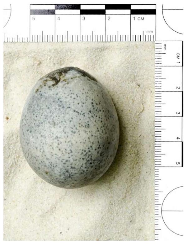 Huevo Romano. Créditos: Arqueología de Oxford
