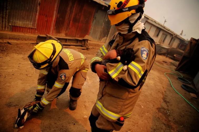 Bomberos rescatando conejos en el incendio. Créditos: Javier Torres/AFP