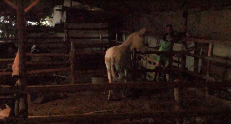 Junior Playboy se despide del burro de Tierra Brava