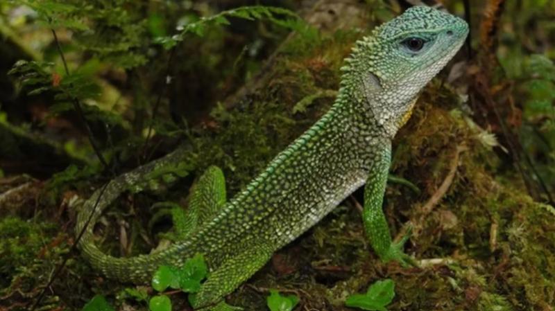 Lagartija de palo de cabeza azul. Créditos: Minam