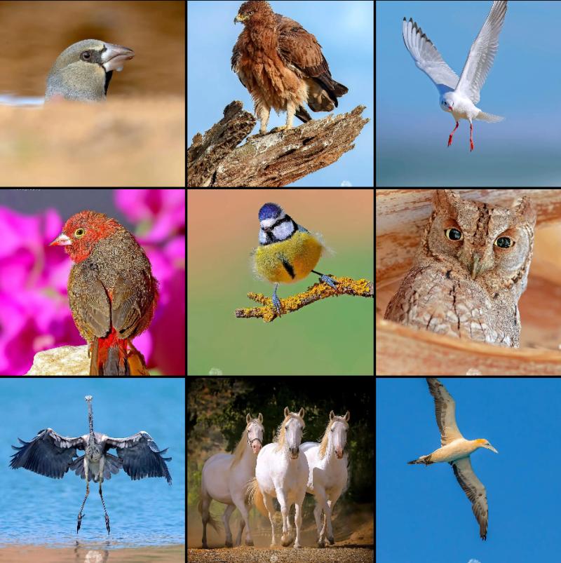 Algunas fotografías del Instagram de Djamel Hadj Aissa