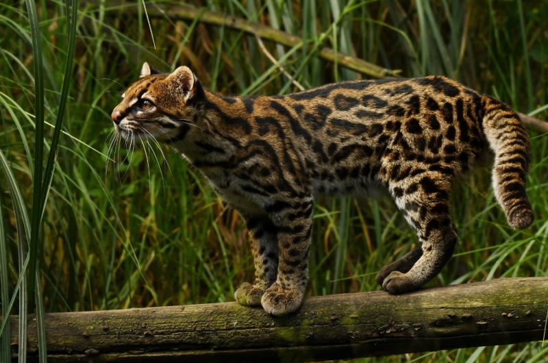 Tigrillo nebuloso. Créditos: Johannes Pfeiderer