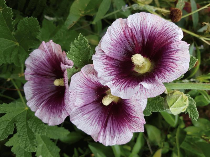 Malva. Créditos: Museo Nacional de Historia Natural