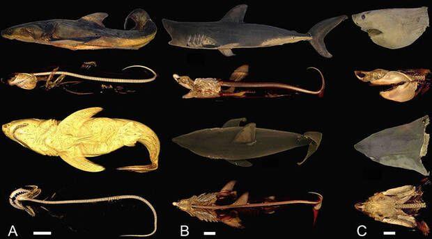 Referencia del estudio. Créditos: Universidad de California en Riverside