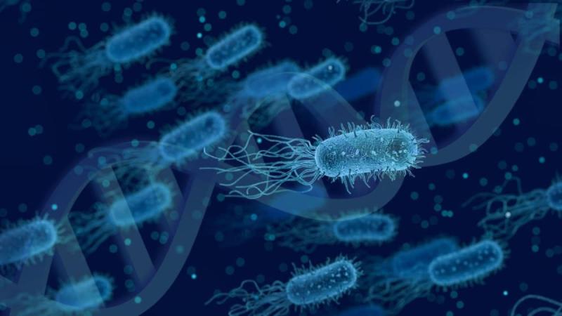 Los llamados obeliscos del sistema digestivo. Créditos: Qimono (Pixabay)