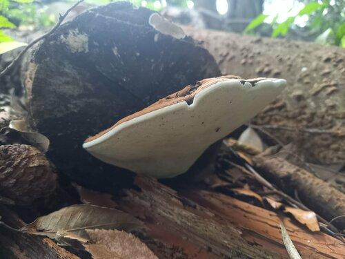 Oreja de Palo en Villarica. Créditos: Verónica López