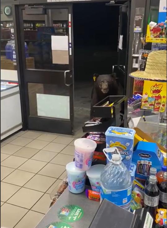 Oso grizzly robando dulces. Créditos: Tiktok @fmunna83pk