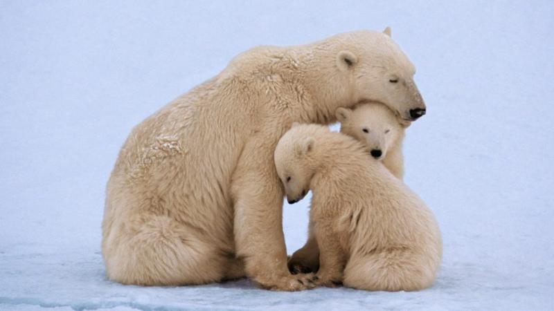 Familia de osos polares. Créditos Getty Images