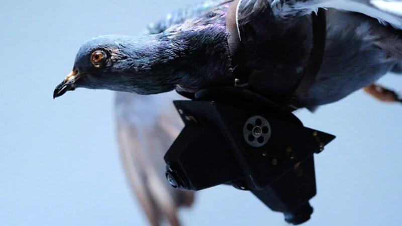 Referencia de paloma espía. Créditos: Getty Images