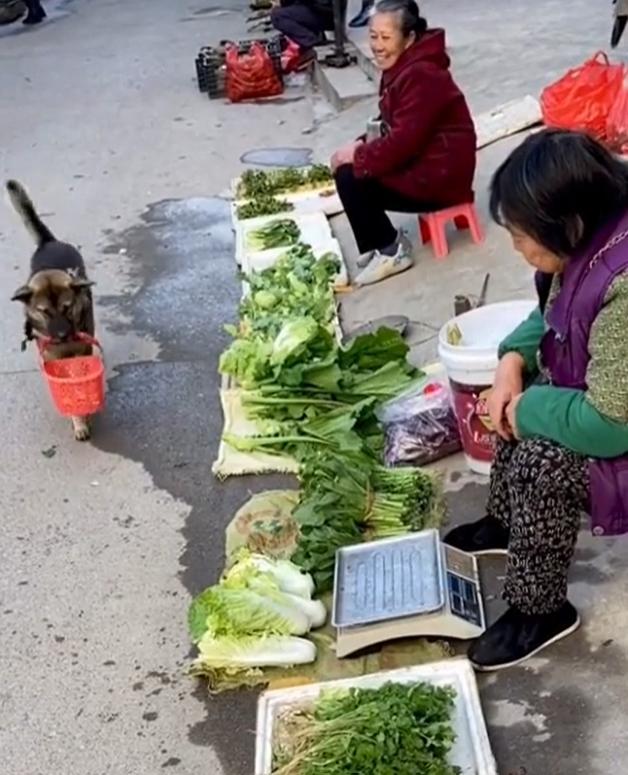 Imagen del video del Tiktok @doggoestomarket