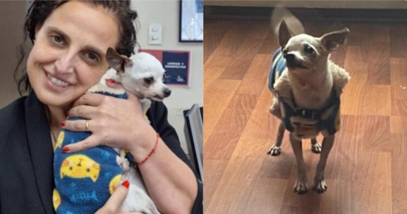 Perrito regresó a su familia tras ser robado en Santiago