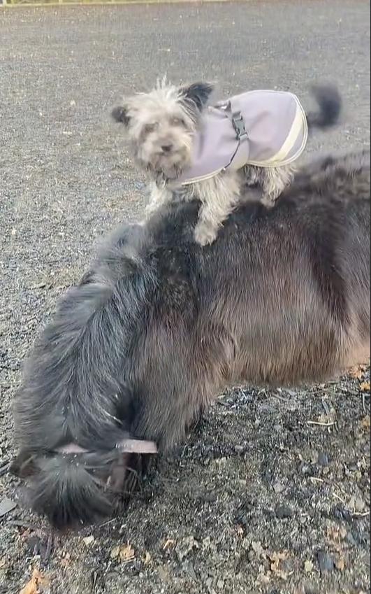Imagen de un video de Tik Tok. Créditos: squeaky_the_shetland