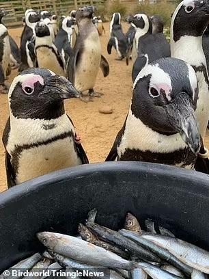 Pingüino y Calamar en el zoológico de Carrey. Créditos: Birdworld zoológico