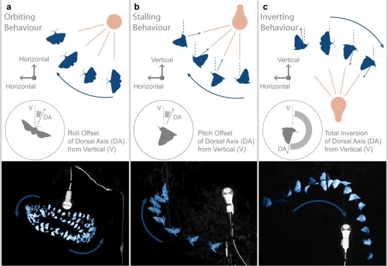Resultados del estudio sobre las polillas. Créditos: Revista Nature Communications