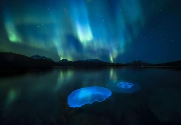 Aurora Jellys de Audun Rikardsen. Créditos: Wildlife Photographer of the Year