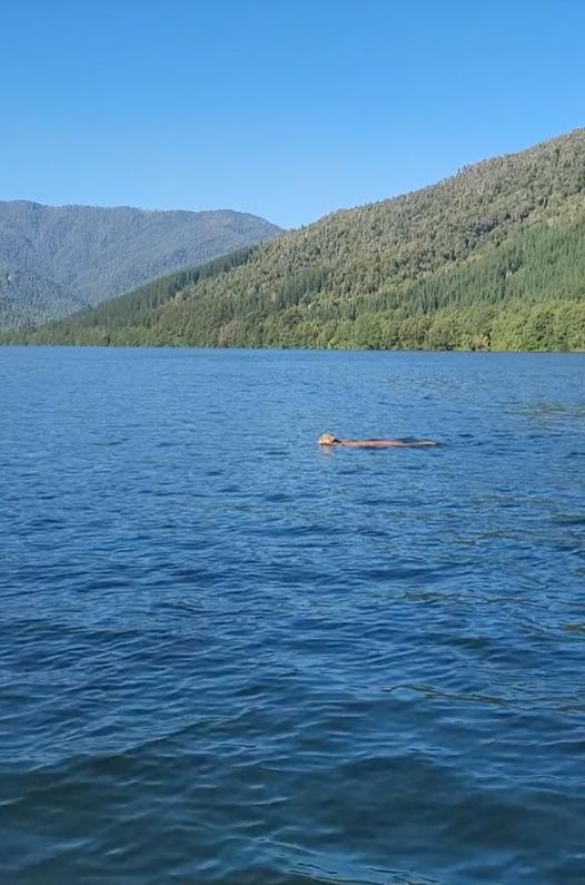 Puma nadando. Créditos: Tiktok @macatarud