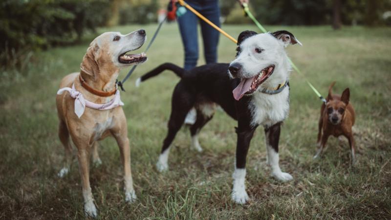 Consejos para pasear mascotas en plena ola de calor