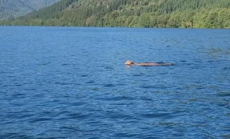Puma nadando en río del sur de Chile - Captura de pantalla