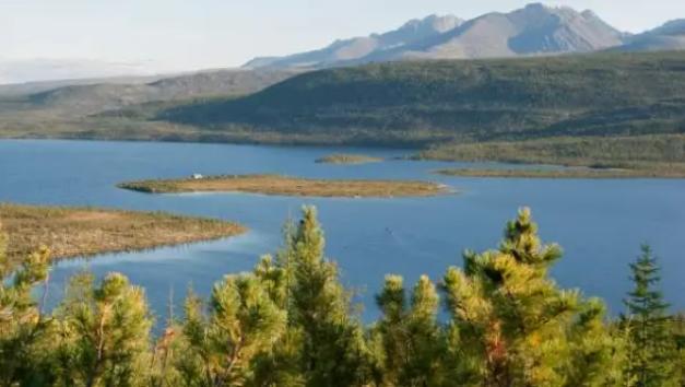 Bosque la Taiga. Créditos: Bartosh Dmytro