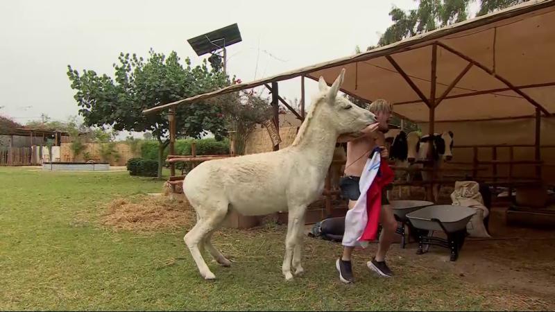 Junior Playboy fue mordido por el burro