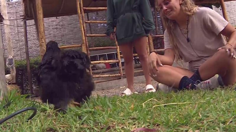 La gallina actriz de Tierra Brava camina nuevamente