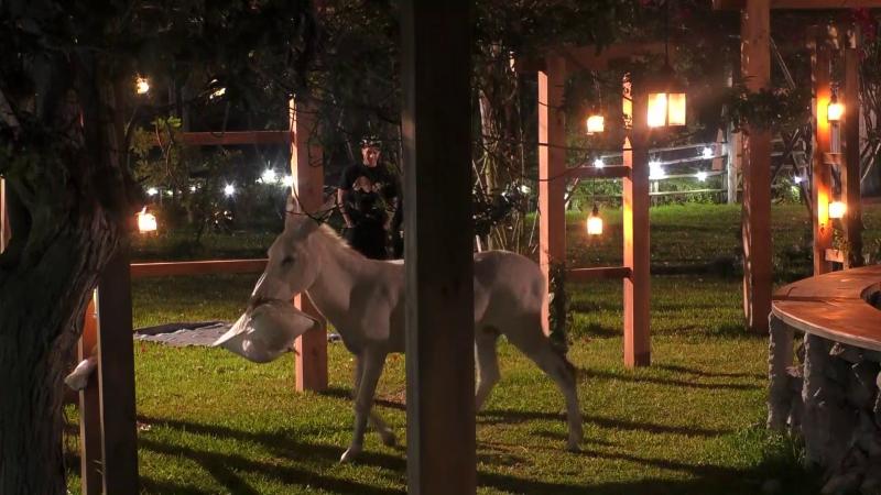 El burro asusta a Guarén y Nico Solabarrieta