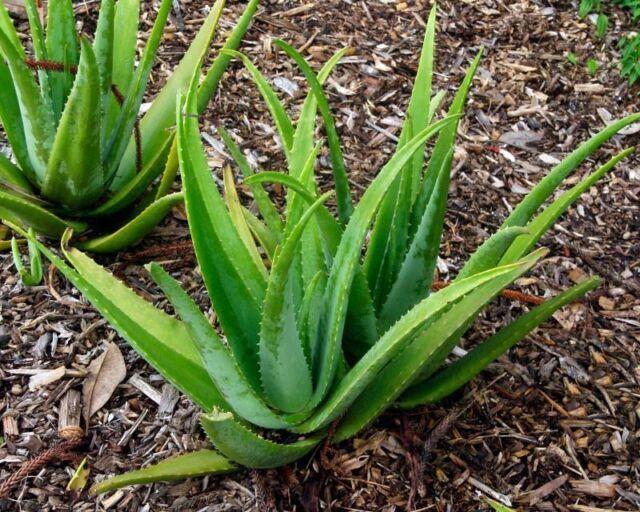 Aloe vera